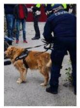 VALDAGNO. Il cane Buddy fiuta l'hashish. Cinque nei guai